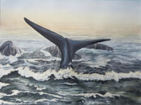 Whale Tail